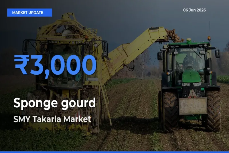 Sponge gourd Mandi Rate Today: SMY Takarla Tops the List