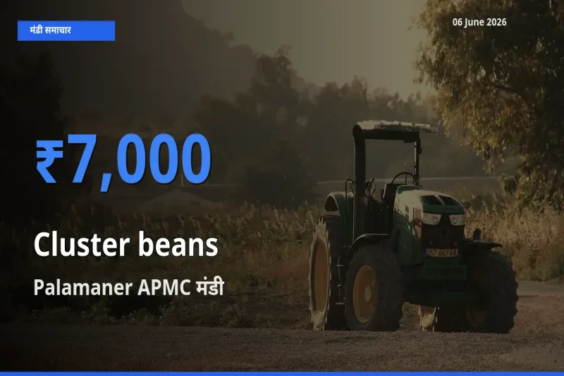 बाज़ार संकेत: Palamaner APMC बना ग्वार फली के लिए आज की टॉप मंडी