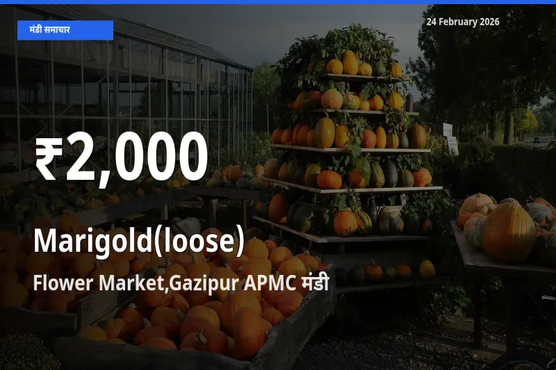 Flower Market,Gazipur APMC में Marigold(loose) ₹2,000 पर गिरा – 30 दिन का न्यूनतम भाव