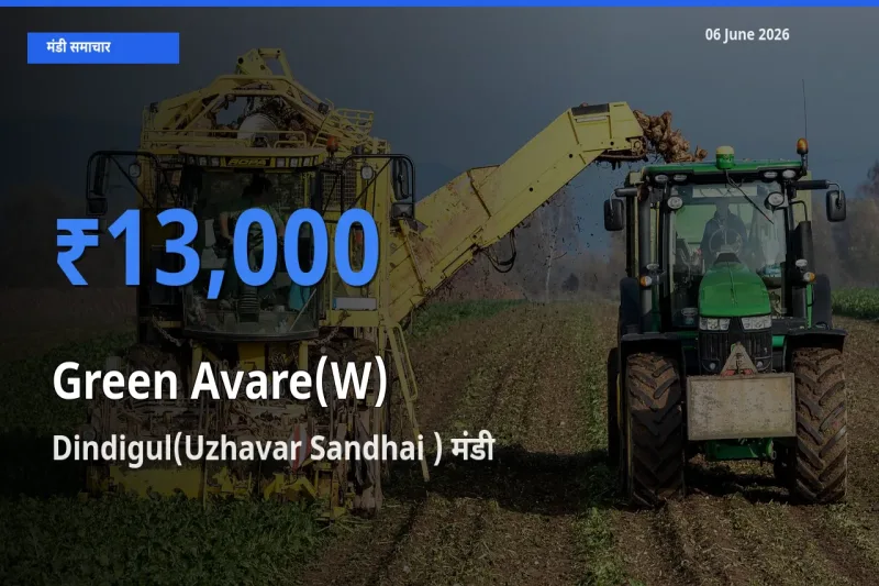 किसानों की पसंद बना Dindigul(Uzhavar Sandhai ), हरी सेम के सबसे अच्छे दाम