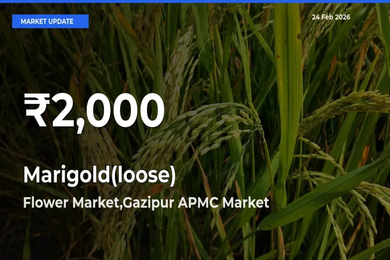 Marigold(loose) Falls to ₹2,000 in Flower Market,Gazipur APMC – 30-Day Lowest Rate
