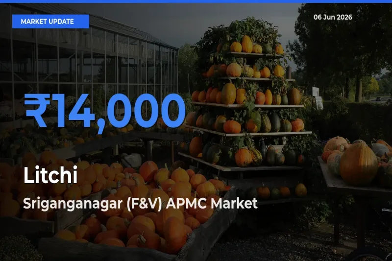 Sriganganagar (F&V) APMC Offers ₹14,000 – Highest Litchi Rate Today