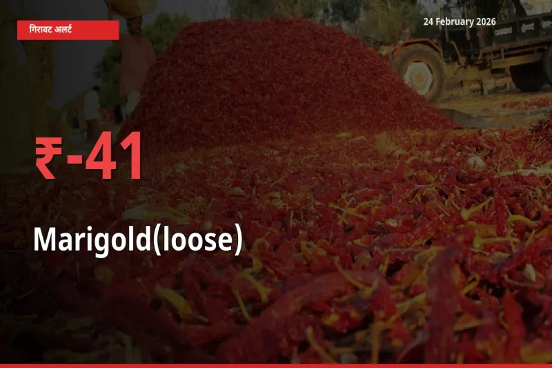 Marigold(loose) के दाम प्रमुख मंडी में 41.3% गिरे, 24 घंटे में बड़ा बदलाव