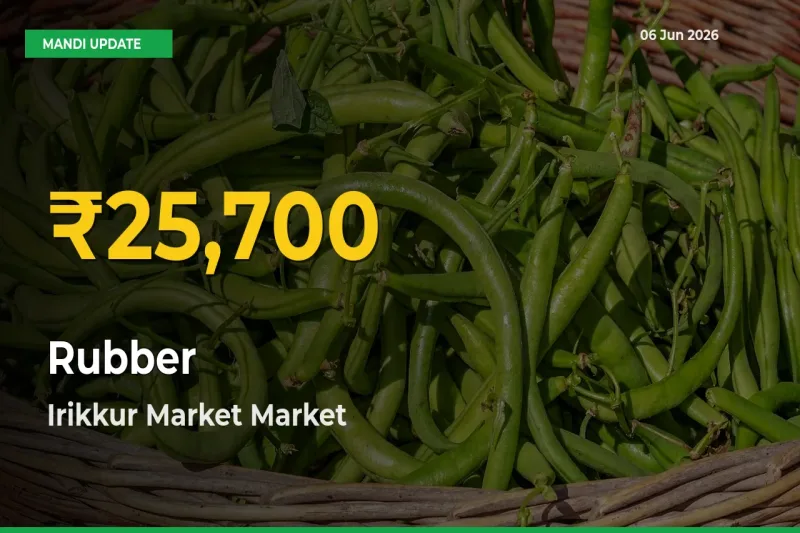 Rubber Price Rally Continues – Irikkur Market Hits Fresh High Today