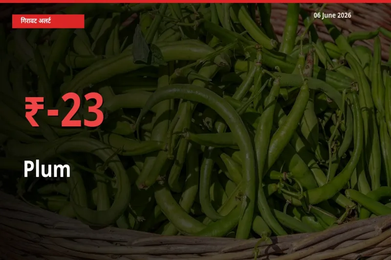 आज का मंडी भाव: आलूबुखारा के दाम मंडी में 23.38% नीचे