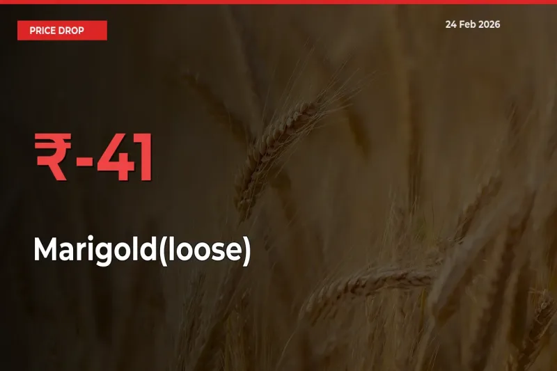 Why Marigold(loose) Prices Fell 41.3% in a Day at Mandis