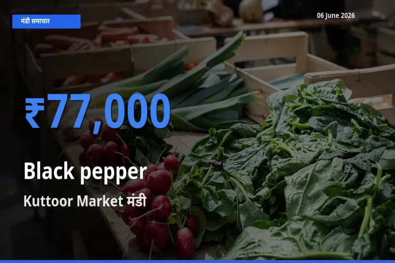 Kuttoor Market मंडी में काली मिर्च ₹77,000 पर पहुँचा – आज का सर्वोच्च भाव