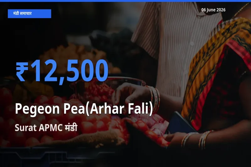 Surat APMC मंडी में अरहर फली ₹12,500 पर पहुँचा – आज का सर्वोच्च भाव
