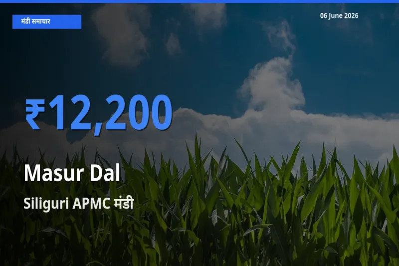 टॉप मंडी बना Siliguri APMC! मसूर दाल के सबसे ऊँचे दाम यहीं दर्ज