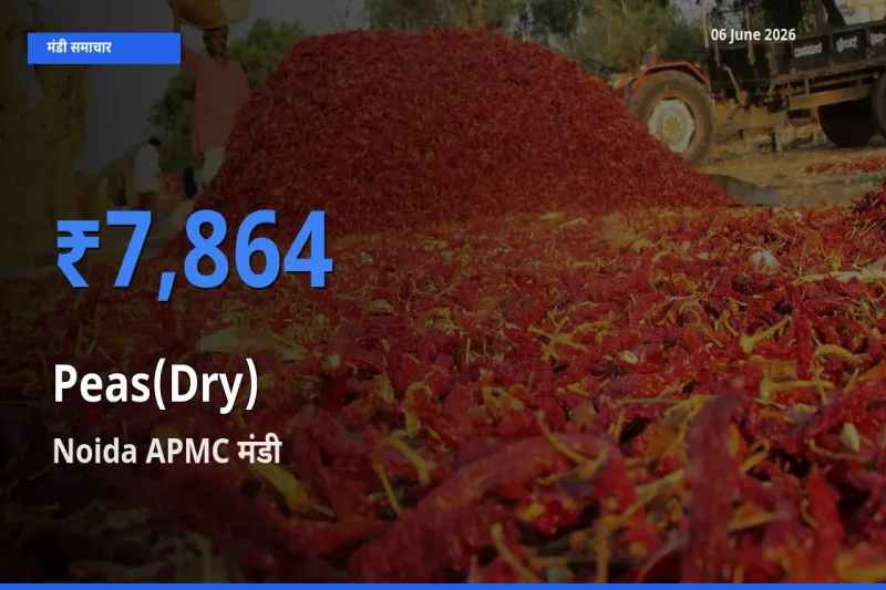 आज सूखी मटर के सबसे ज़्यादा दाम Noida APMC मंडी में दर्ज