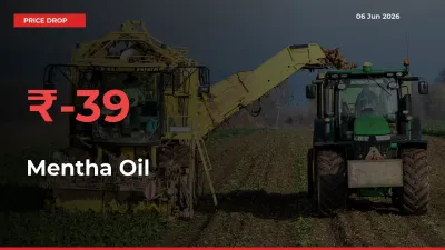 Mentha Oil Falls 39.32% at Mandis