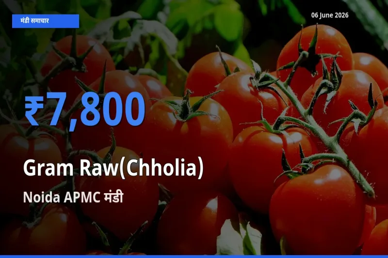 आज का मंडी भाव: हरा चना (छोलिया) के सबसे ज़्यादा दाम Noida APMC में