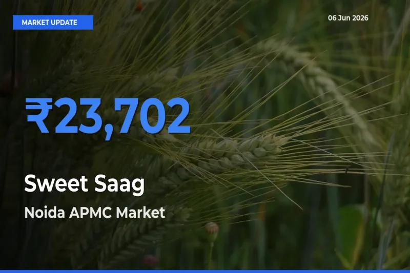Sweet Saag Mandi Rate Today: Noida APMC Tops the List