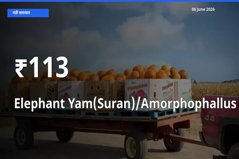 जिमीकंद (सूरन) के दाम कई मंडियों में एक जैसे बदले, बाज़ार में बड़ा ट्रेंड साफ