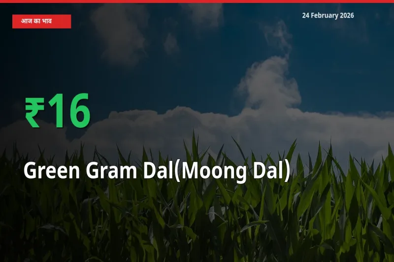 Green Gram Dal(Moong Dal) के दाम प्रमुख मंडी में 15.93% बढ़े, 24 घंटे में बड़ा बदलाव