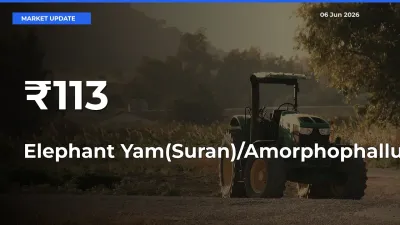 Elephant Yam(Suran)/Amorphophallus Prices Trend Across 113+ Mandis – Market Direction Turns Clear