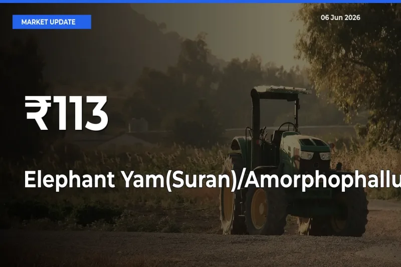 Elephant Yam(Suran)/Amorphophallus Prices Trend Across 113+ Mandis – Market Direction Turns Clear