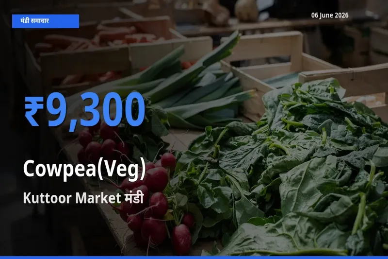 आज का मंडी भाव: लोबिया फली के सबसे ज़्यादा दाम Kuttoor Market में
