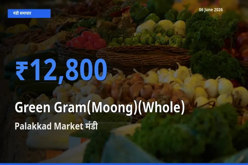 आज साबुत मूंग के सबसे ज़्यादा दाम Palakkad Market मंडी में दर्ज