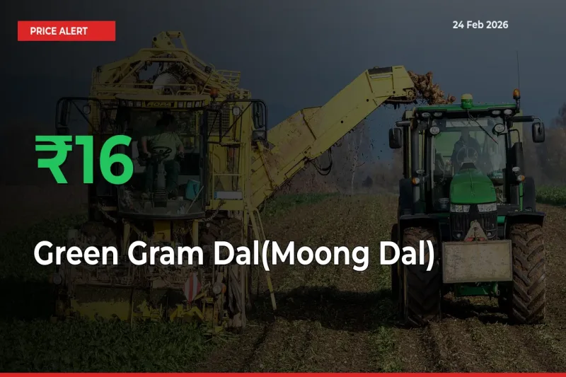 Green Gram Dal(Moong Dal) Rises 15.93% at Mandis