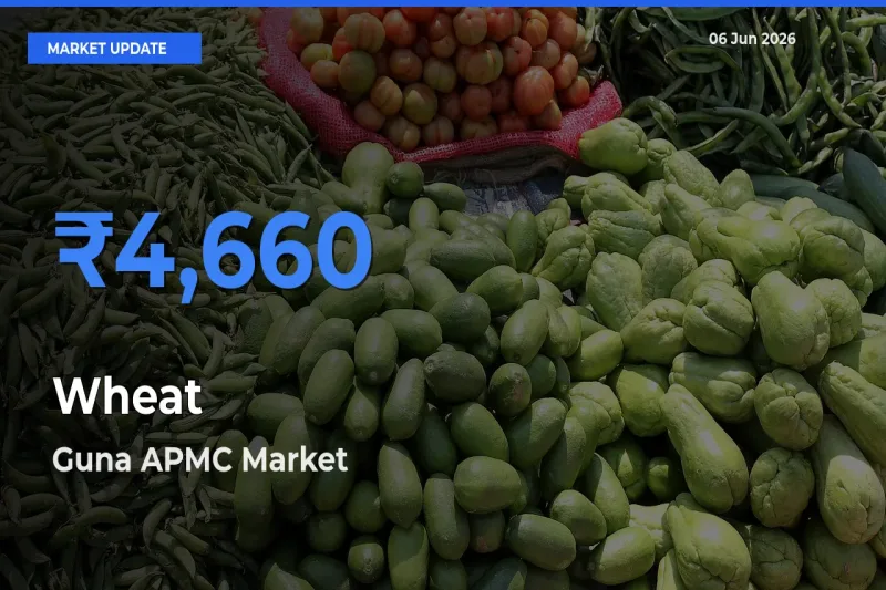 Guna APMC Tops Wheat Mandi Rates Today