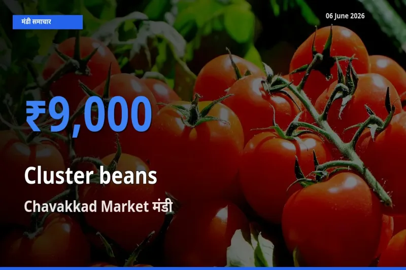 आज ग्वार फली के सबसे ज़्यादा दाम Chavakkad Market मंडी में दर्ज