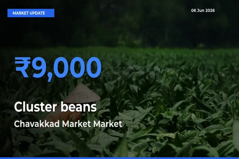 Chavakkad Market Leads as Top Mandi for Cluster beans Prices