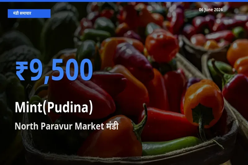 आज पुदीना के सबसे ऊँचे दाम ₹9,500 North Paravur Market मंडी में