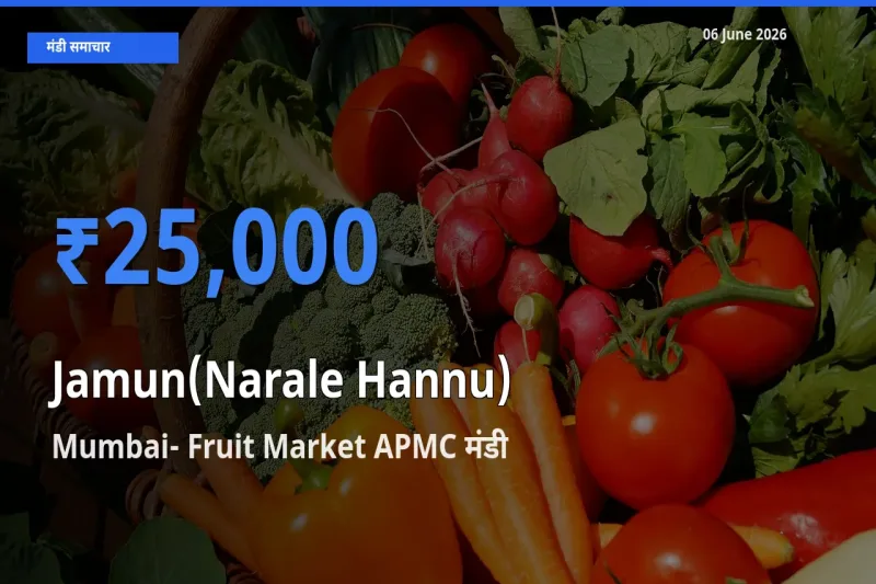 आज का मंडी भाव: जामुन (नाराले हन्नू) के सबसे ज़्यादा दाम Mumbai- Fruit Market APMC में