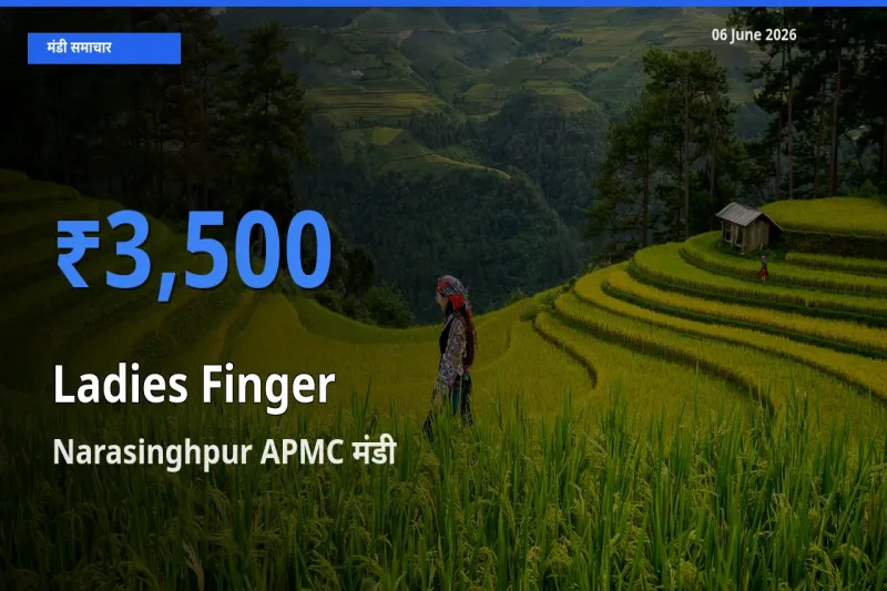 Narasinghpur APMC में भिंडी का आज सबसे ऊँचा भाव