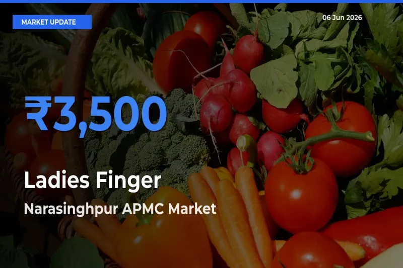 Narasinghpur APMC Emerges as Top Mandi for Ladies Finger Prices Today