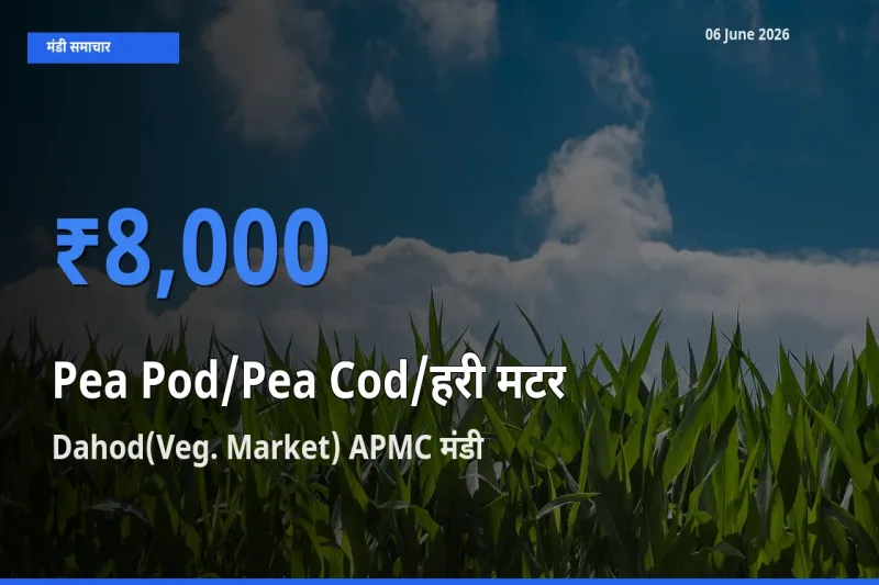 टॉप मंडी बना Dahod(Veg. Market) APMC! मटर की फली के सबसे ऊँचे दाम यहीं दर्ज