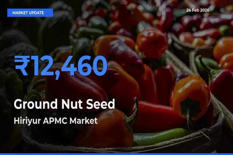 Hiriyur APMC Tops Ground Nut Seed Rates – February 24 Market Update