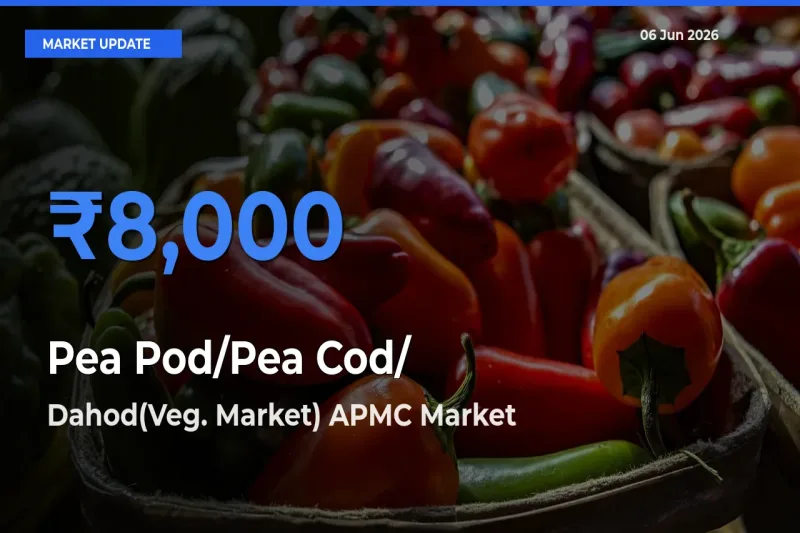 Dahod(Veg. Market) APMC Emerges as Top Mandi for Pea Pod/Pea Cod/हरी मटर Prices Today