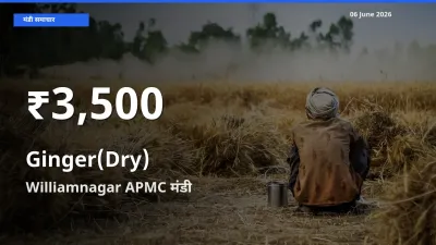 किसानों के लिए चिंता का विषय? अदरक (सूखा) के दाम Williamnagar APMC में 30 दिन के न्यूनतम स्तर पर