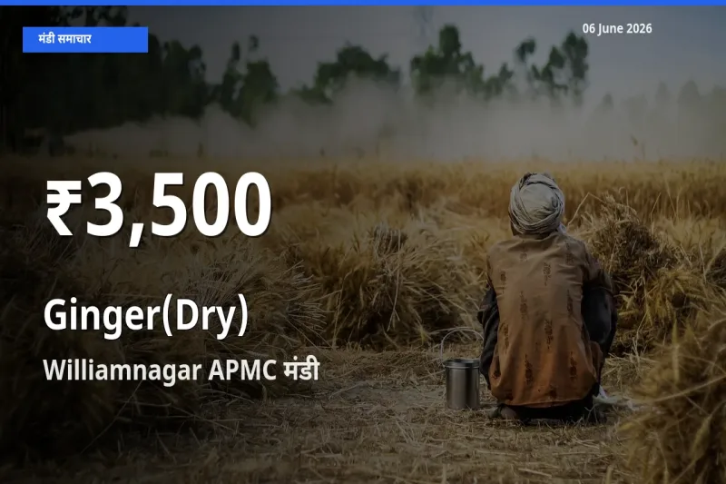 किसानों के लिए चिंता का विषय? अदरक (सूखा) के दाम Williamnagar APMC में 30 दिन के न्यूनतम स्तर पर