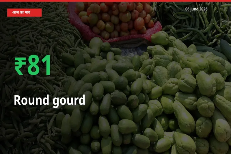 गोल लौकी 80.52% उछला, मंडी