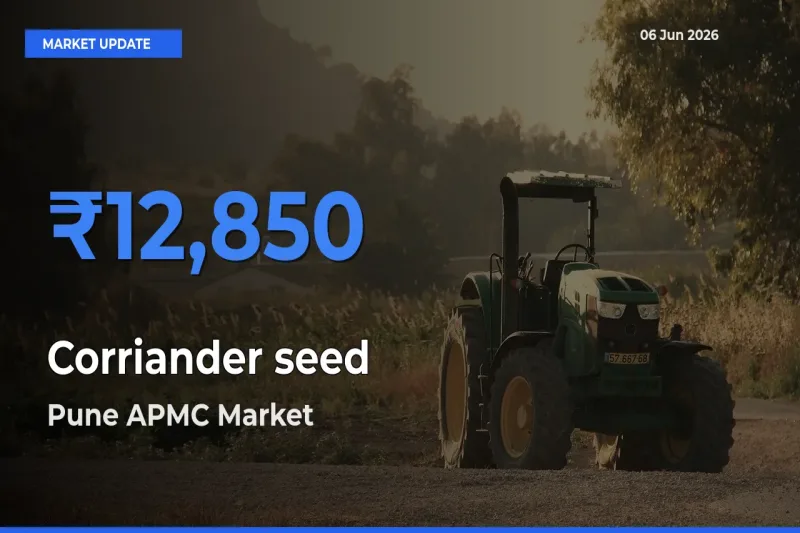 Corriander seed Mandi Rate Today: Pune APMC Tops the List