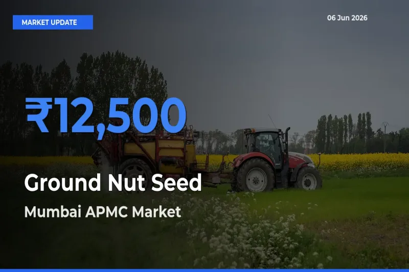 Market Watch: Mumbai APMC Becomes Top Mandi for Ground Nut Seed