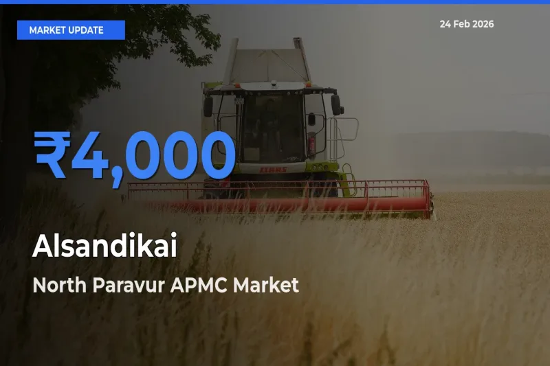 Top Performer! North Paravur APMC Offers Best Alsandikai Price Today