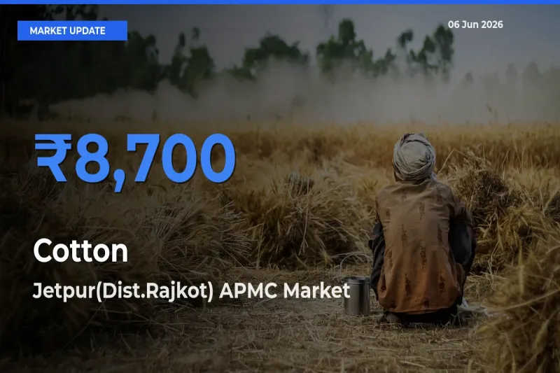 Jetpur(Dist.Rajkot) APMC Emerges as Top Mandi for Cotton Prices Today