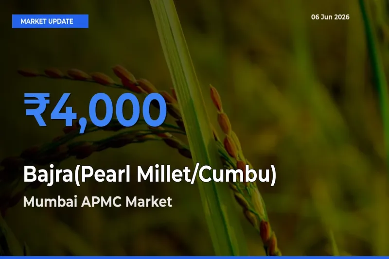 Mumbai APMC Tops Bajra(Pearl Millet/Cumbu) Rates – June 06 Market Update