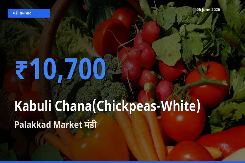 आज का मंडी भाव: काबुली चना के सबसे ज़्यादा दाम Palakkad Market में