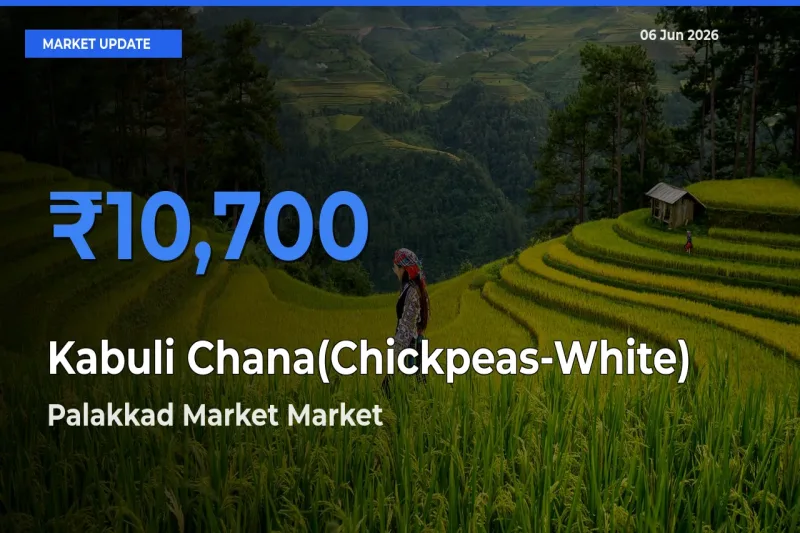 Palakkad Market Offers ₹10,700 – Highest Kabuli Chana(Chickpeas-White) Rate Today
