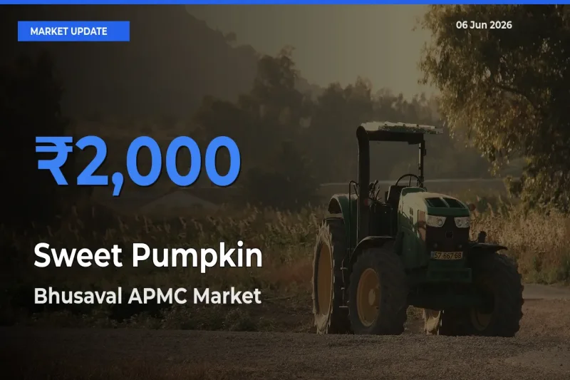 Bhusaval APMC Tops Sweet Pumpkin Rates – June 06 Market Update