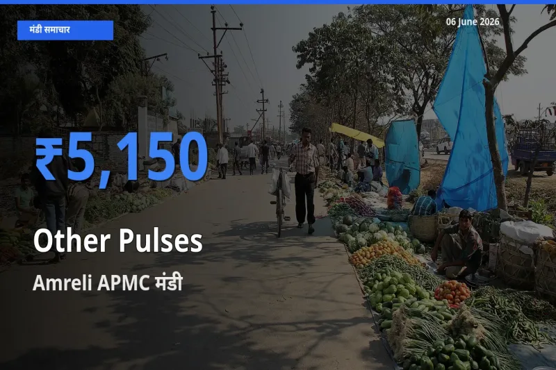टॉप मंडी बना Amreli APMC! अन्य दालें के सबसे ऊँचे दाम यहीं दर्ज