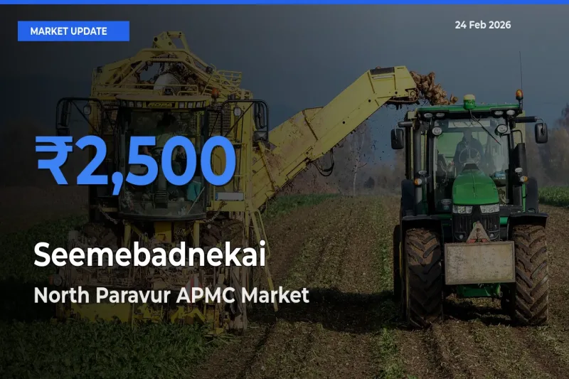 Top Performer! North Paravur APMC Offers Best Seemebadnekai Price Today