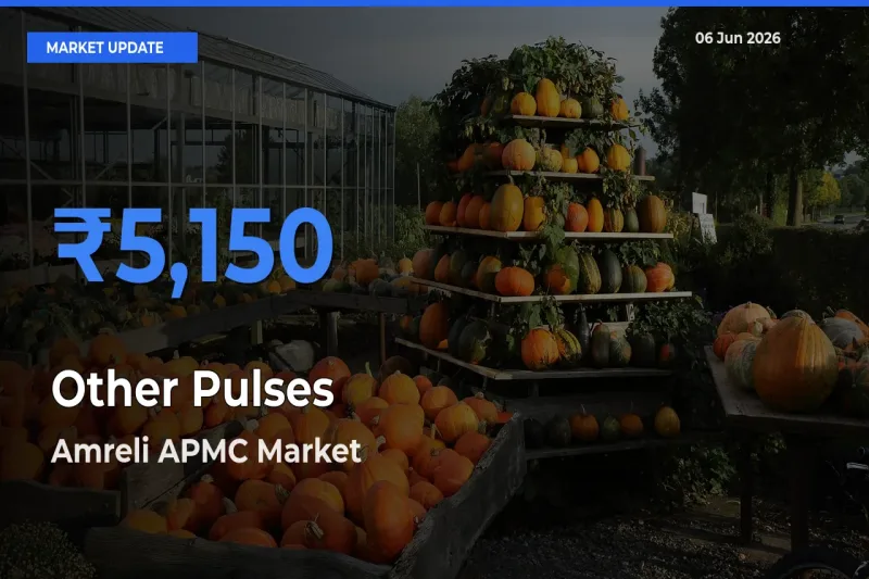 Market Watch: Amreli APMC Becomes Top Mandi for Other Pulses