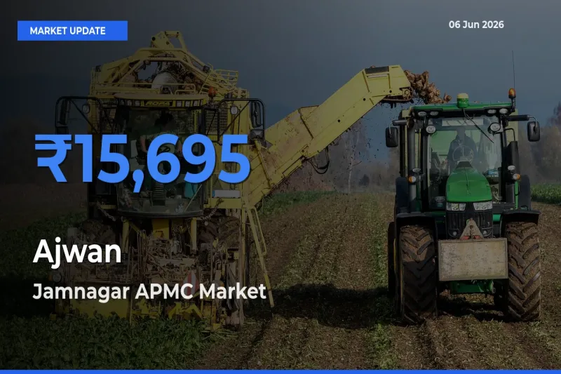 Market Watch: Jamnagar APMC Becomes Top Mandi for Ajwan