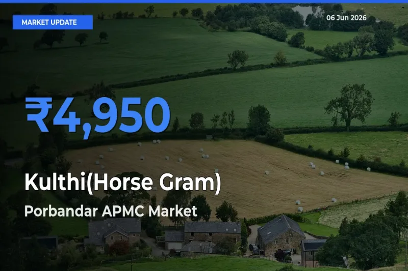Porbandar APMC Offers ₹4,950 – Highest Kulthi(Horse Gram) Rate Today